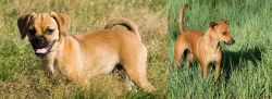 Puggle vs Africanis - Breed Comparison