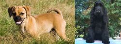 Puggle vs American Cocker Spaniel - Breed Comparison
