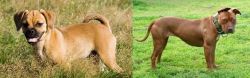 Puggle vs American Pit Bull Terrier - Breed Comparison