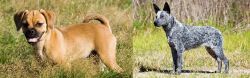 Puggle vs Australian Stumpy Tail Cattle Dog - Breed Comparison