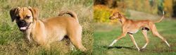 Puggle vs Azawakh - Breed Comparison