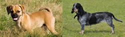 Puggle vs Basset Bleu de Gascogne - Breed Comparison