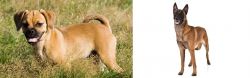 Puggle vs Belgian Shepherd Dog (Malinois) - Breed Comparison