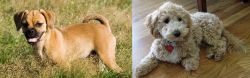 Puggle vs Bichonpoo - Breed Comparison