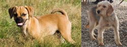 Puggle vs Bosnian Coarse-Haired Hound - Breed Comparison