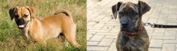 Puggle vs Catahoula Bulldog - Breed Comparison