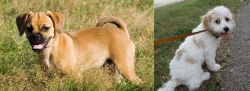 Puggle vs Cavachon - Breed Comparison