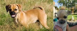 Puggle vs Chihuahua - Breed Comparison