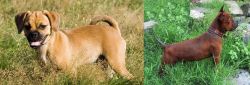 Puggle vs Chinese Chongqing Dog - Breed Comparison
