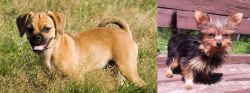 Puggle vs Chorkie - Breed Comparison