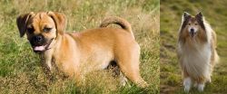 Puggle vs Collie - Breed Comparison