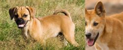 Puggle vs Dingo - Breed Comparison