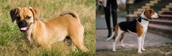 Puggle vs Estonian Hound - Breed Comparison