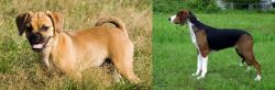 Puggle vs Finnish Hound - Breed Comparison