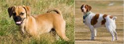 Puggle vs French Brittany - Breed Comparison