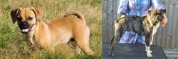 Puggle vs Fruggle - Breed Comparison