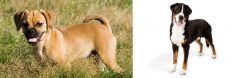 Puggle vs Greater Swiss Mountain Dog - Breed Comparison