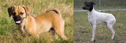 Puggle vs Japanese Terrier - Breed Comparison