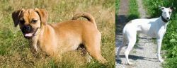 Puggle vs Kaikadi - Breed Comparison
