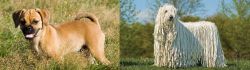 Puggle vs Komondor - Breed Comparison