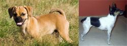 Puggle vs Miniature Fox Terrier - Breed Comparison