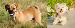 Puggle vs Morkie - Breed Comparison