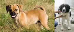 Puggle vs Mucuchies - Breed Comparison