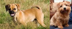 Puggle vs Norfolk Terrier - Breed Comparison
