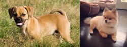 Puggle vs Pomeranian - Breed Comparison