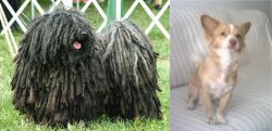 Puli vs Alopekis - Breed Comparison