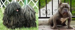 Puli vs American Bully - Breed Comparison