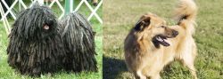 Puli vs Basque Shepherd - Breed Comparison
