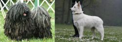 Puli vs Berger Blanc Suisse - Breed Comparison
