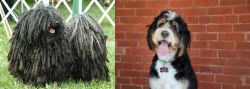 Puli vs Bernedoodle - Breed Comparison