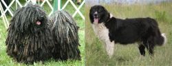 Puli vs Bulgarian Shepherd - Breed Comparison