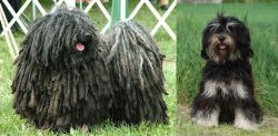 Puli vs Cao da Serra de Aires - Breed Comparison