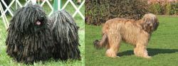 Puli vs Catalan Sheepdog - Breed Comparison
