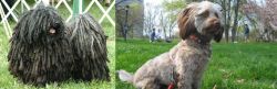Puli vs Doxiepoo - Breed Comparison