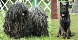 Puli vs East German Shepherd - Breed Comparison