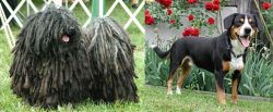 Puli vs Entlebucher Mountain Dog - Breed Comparison