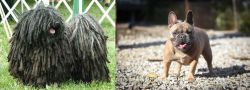 Puli vs French Bulldog - Breed Comparison