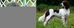 Puli vs French Spaniel - Breed Comparison