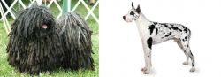 Puli vs Great Dane - Breed Comparison