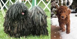 Puli vs Irish Doodles - Breed Comparison