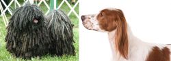 Puli vs Irish Red and White Setter - Breed Comparison