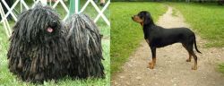 Puli vs Latvian Hound - Breed Comparison