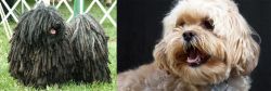 Puli vs Lhasapoo - Breed Comparison