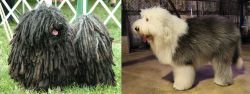 Puli vs Old English Sheepdog - Breed Comparison