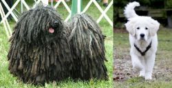 Puli vs Polish Tatra Sheepdog - Breed Comparison