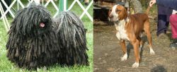 Puli vs Posavac Hound - Breed Comparison
